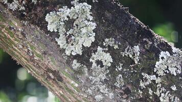 Ants moving on the trunk of old tropical forest tree in selective focus. video