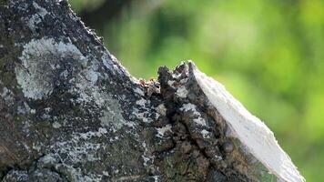 formigas comovente em a tronco do velho tropical floresta árvore dentro seletivo foco. video