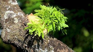 relaxing background, nature scene with wind breeze on green leaves of rainforest tree video