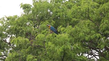 wild tropisch Brasilianer Blau und Gelb Ara. Blau und Gelb Ara ara Ararauna im hoch Qualität 4k . video