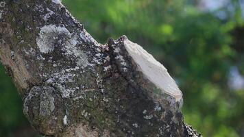 Ants moving on the trunk of old tropical forest tree in selective focus. video