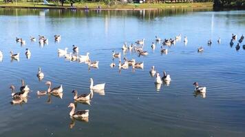 muchos gansos nadando tranquilamente en el calma lago. relajante paisaje con palomas volador pasado video