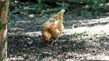 Free-range chicken raised free-range, scratching and feeding naturally and sustainably video