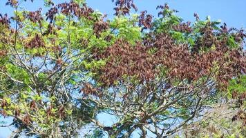 4k for relaxing background, nature scene with wind breeze on green leaves of rainforest tree video