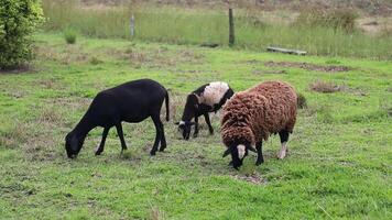 Sheep grazing in the farm pasture field calmly. Black sheep of the family video