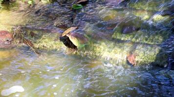 running water in a small waterfall of a tropical river in the middle of a wild Brazilian forest. Special for relaxing background and meditation. video