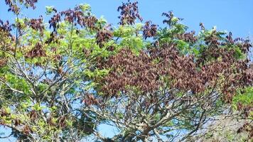 4k for relaxing background, nature scene with wind breeze on green leaves of rainforest tree video