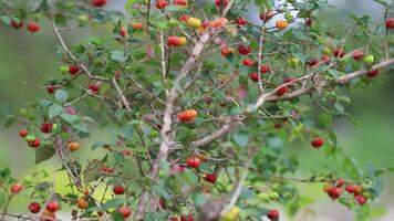 Tree loaded with ripe pitanga fruits Eugenia uniflora, in panoramic square video