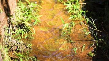 running water in a small waterfall of a tropical river in the middle of a wild Brazilian forest. Special for relaxing background and meditation. video