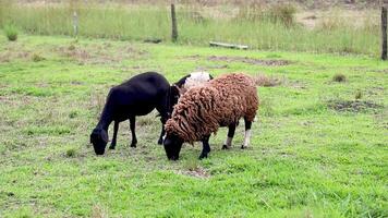 Sheep grazing in the farm pasture field calmly. Black sheep of the family video