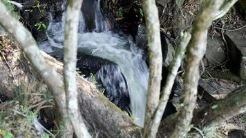 running water in a small waterfall of a tropical river in the middle of a wild Brazilian forest. Special for relaxing background and meditation. video