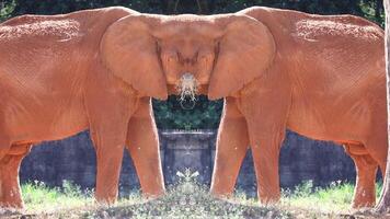 Fun and creative work of elephant feeding in mirror image video