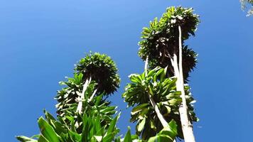 4k for relaxing background, nature scene with wind breeze on green leaves of rainforest tree video