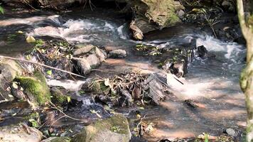 running water in a small waterfall of a tropical river in the middle of a wild Brazilian forest. Special for relaxing background and meditation. video