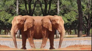 Fun and creative work of elephant feeding in mirror image video