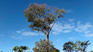 4k for relaxing background, nature scene with wind breeze on green leaves of rainforest tree video