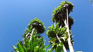 4k for relaxing background, nature scene with wind breeze on green leaves of rainforest tree video