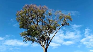 4k for relaxing background, nature scene with wind breeze on green leaves of rainforest tree video
