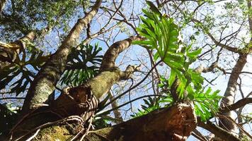 4k for relaxing background, nature scene with wind breeze on green leaves of rainforest tree video