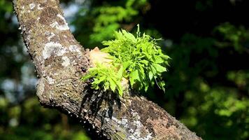 4k for relaxing background, nature scene with wind breeze on green leaves of rainforest tree video