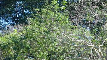 4k for relaxing background, nature scene with wind breeze on green leaves of rainforest tree video