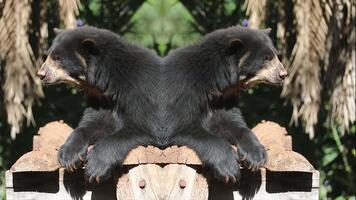Fun and creative work of lazy moving glasses bear in bold and different square with mirror images video