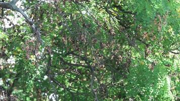 4k for relaxing background, nature scene with wind breeze on green leaves of rainforest tree video