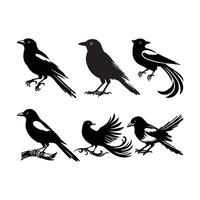 Magpie bird silhouette style with white background vector