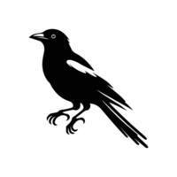 magpie bird. illustration .flat style, profile side. vector