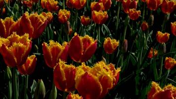 A Beautiful Close-Up Slow-Motion Shot Of Red Tulips Blooming On A Warm Summer Day In Halifax, Nova Scotia. Red Tulips In Full Bloom Close-Up Slow-Motion Shot In Halifax Park. video