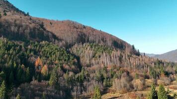 Forested hillside with autumn colors under a clear sky - A lush hillside covered in dense trees showcasing autumn colors, with birch and evergreen varieties, basking under a vibrant blue sky. video
