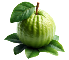 Isolated guava green guava organic guava guayaba green fruits fresh guava transparent background image png
