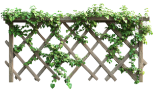 Lattice trellis adorned with lush green vines against a white wall creates a serene garden atmosphere in a sunny location png