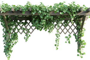 Lush green vines cascading from a wooden trellis against a white wall in a bright and serene environment png