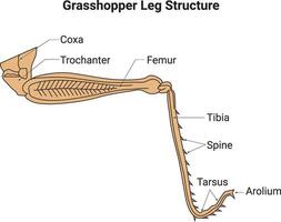 Grasshopper Leg Structure Science Design Illustration Diagram vector