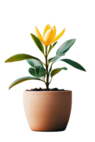 A yellow flower in a pot on a black background png