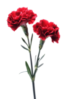 Two red carnations are on a black background png