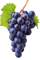 A bunch of grapes with leaves on it png