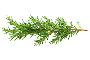 A branch of green spruce on a black background png