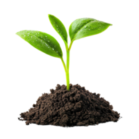 A plant growing in soil on a black background png