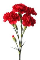 Red carnations are in a vase on a black background png
