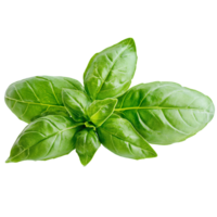 Basil leaf on black background png