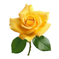 A single yellow rose is shown on a black background png