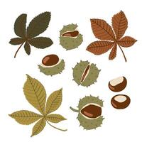 Set of Horse chestnut fruits and leaves. Chestnuts in a cracked shell with spines vector