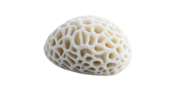 Intricate White Coral Texture with Unique Patterns Ideal for Decoration and Artistic Projects. png