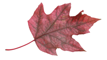 A Beautiful Red Maple Leaf Showcasing Its Intricate Veins Perfect for Nature-themed Designs and Seasonal Projects. png