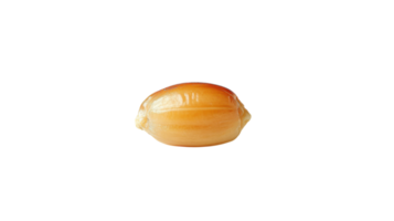 An Isolated Buttered Popcorn Kernel Perfect for Food Photography, Culinary Displays, and Snack-Related Projects. png