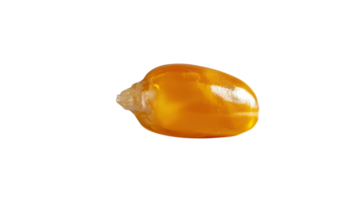A Glossy Single Corn Kernel Perfect for Agriculture and Culinary Applications, Highlighting Its Texture and Shine. png