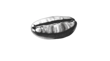 A Close-Up View of a Single Coffee Bean Highlighting Its Unique Texture and Color, Perfect for Coffee Enthusiasts and Beverage Businesses. png