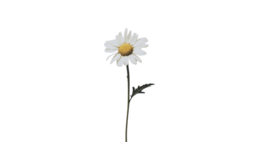 A single white daisy is shown against a black background png